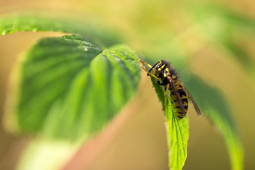 Bee sits on the leaves and she is basking in the sun.