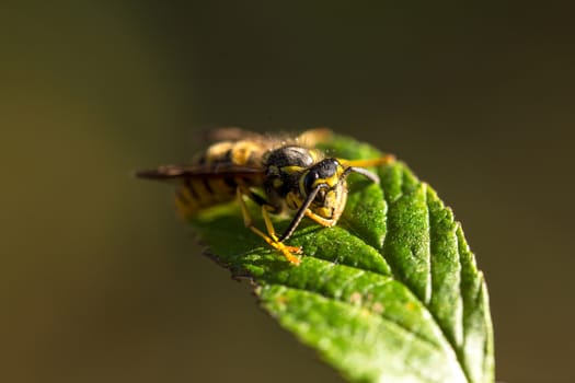 Bee sits on the leaves and she is basking in the sun.