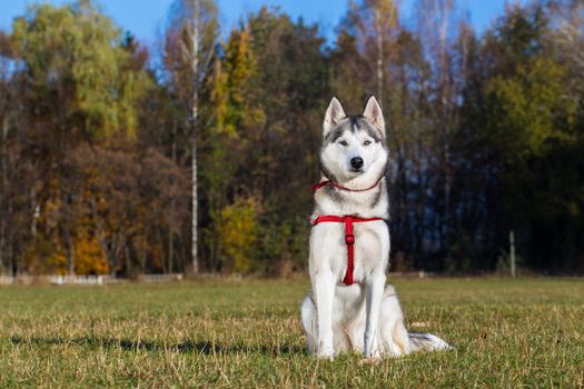 Siberian husky sitting on the grass and she is basking in the sun.