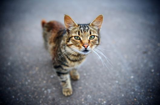 Horizontal shallow depth of field portrait of a cat standing on the concrete road and looking into the camera with vivid green eyes.