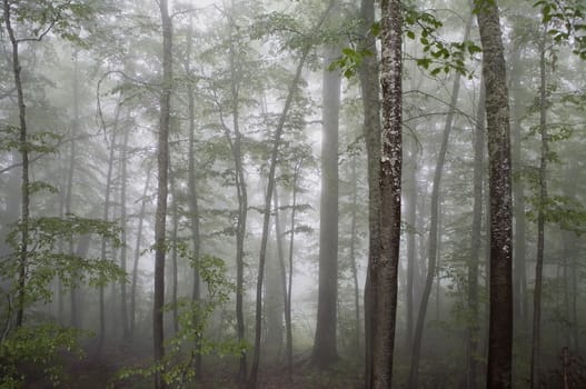 Horizontal landscape of a fog covered forest with birches and green leaves in the foreground.