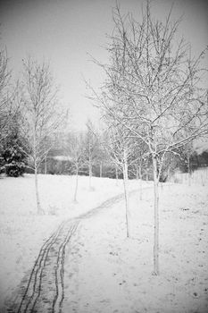 Vertical black and white landscape of a snowy trail running through frost covered winter park.