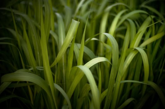 Horizontal macro shot of a vibrant green lawn grass.