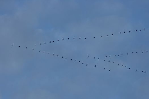 Migratory birds flying in formation on the way to the south