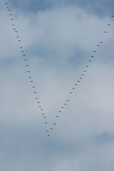 Migratory birds flying in formation on the way to the south 
