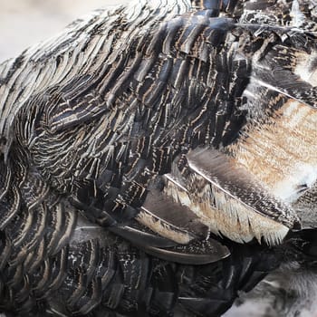 feather of turkey as background or texture