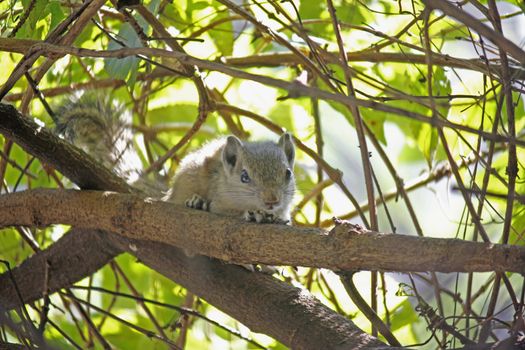 The Indian palm squirrel, Funambulus palmarum also known as three-striped palm squirrel, is a species of rodent in the family Sciuridae.