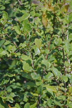 Henna, Lawsonia inermis also known as hina, the henna tree, the mignonette tree, and the Egyptian privet is a flowering plant and the sole species of the Lawsonia genus.