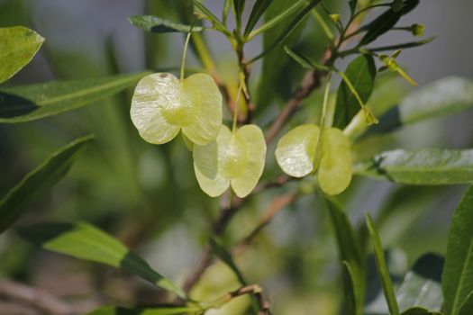 Silver Cluster-leaf, Terminalia sericea is a species of deciduous tree of the genus Terminalia