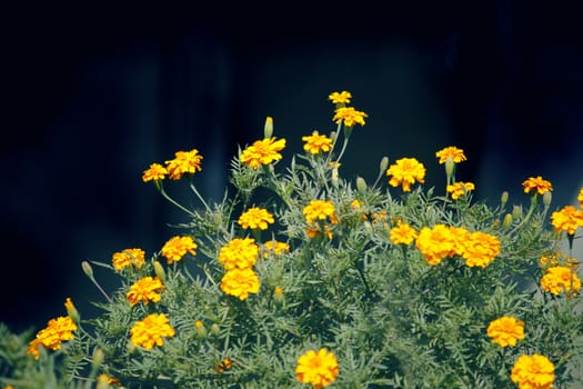 The French marigold, Tagetes patula is a species in the daisy family Asteraceae.