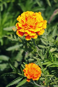 The French marigold, Tagetes patula is a species in the daisy family Asteraceae.