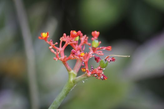 Jatropha podagrica is a species of plants known by several English common names, including Buddha belly plant, bottleplant shrub, gout plant, purging-nut, Guatemalan rhubarb, and goutystalk nettlespurge. It is propagated as an ornamental plant in many parts of the world.