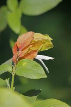 Justicia brandegeeana, Mexican shrimp plant, shrimp plant is an evergreen shrub in the genus Justicia of the family Acanthaceae.