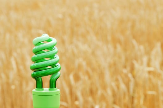 green eco bulb over field with golden harvest
