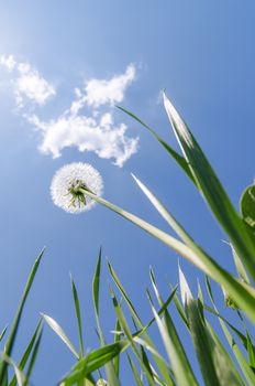 white dandelion in green grass under blue sky with clouds. soft focus