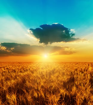 good sunset with dramatic sky over golden color field with harvest