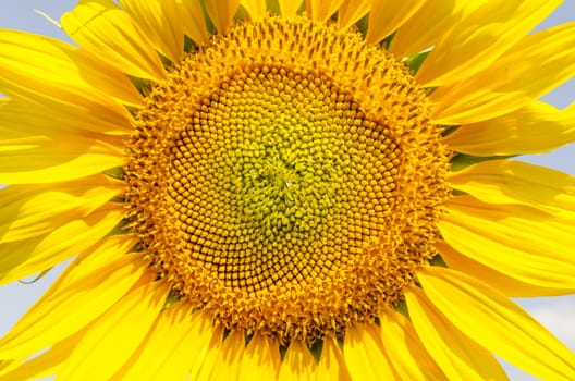 central part of sunflower closeup