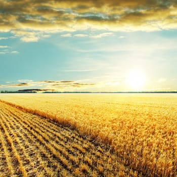 golden harvesting field and sunset over it