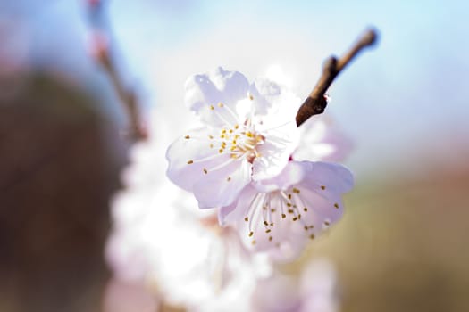 Blossoming cherry in beams of the bright spring sun