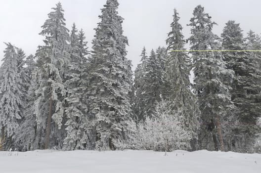 Frost forest in mountain in winter, Rila , Borovetz, Bulgaria