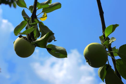 Green And Red Apple Hanging On Tree against blue sky