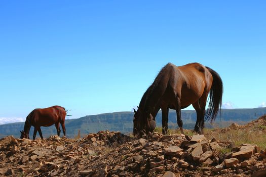 Horses On The Autumn Caucasus Meadow
