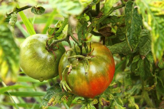 Bush of green tomato in the garden