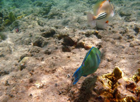 Tropical exotic fish underwater. The pseododax moluccanus