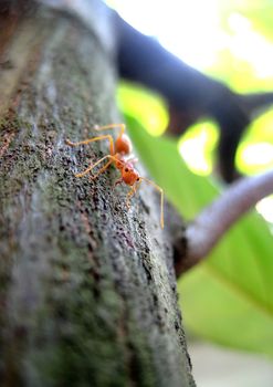 A brave ant is ready to protect its nest.