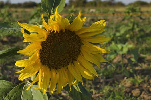 Sunflower flower with leaf in summer