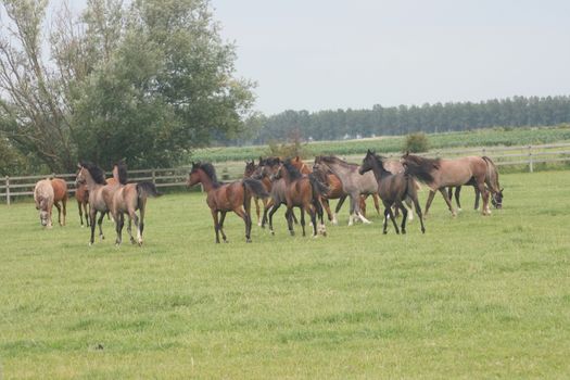 Several thoroughbred horses in a paddock