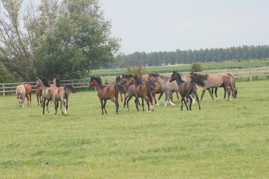 Several thoroughbred horses in a paddock