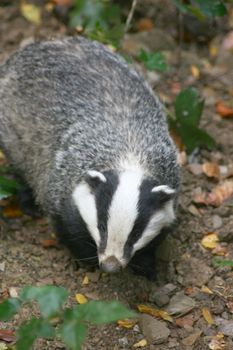 A badger (Melina) in the wild 