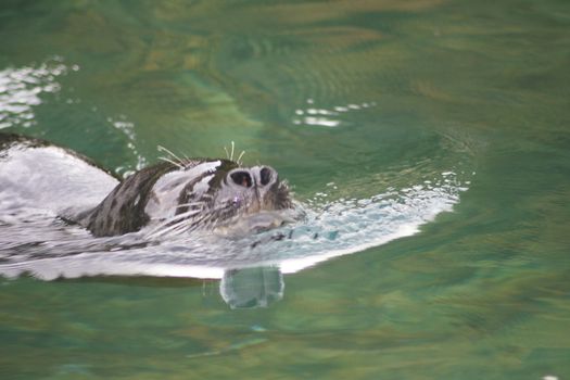 Detail view of a floating seal (Phoca vitulina)