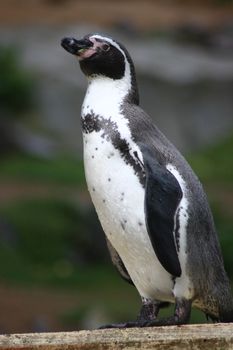 Humboldt penguin (Spheniscus humboldti) seen from the side 
