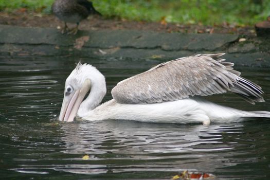 Young white pelican (Pelecanus onocrotalus) in the young bird plumage dress