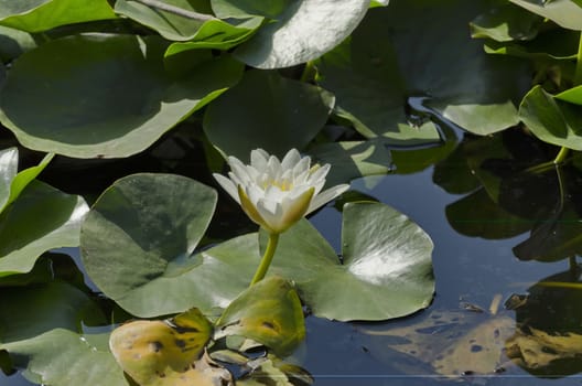 Water-lily blossom in lake