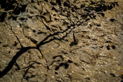 abstract background or texture Rock with shadow tree