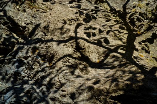 abstract background or texture shade tree branches on a rock