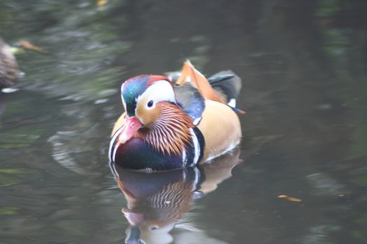 a male Mandarin duck (Aix galericulata) in water