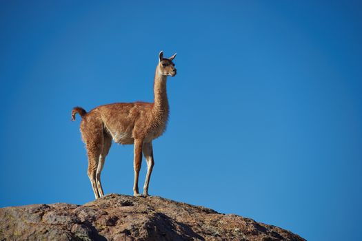 Lone vicuna (Vicugna vicugna) standing on a rock in Lauca National Park, northern Chile