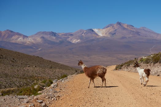 Adult llama (Lama glama) and offspring in Lauca National Park, northern Chile.