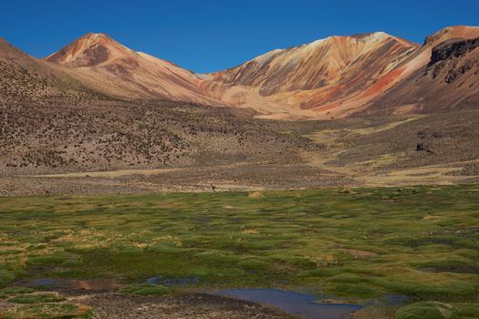 Coarse green grass covering a wetland area, also known as a bofedal in Spanish, high in the Atacama desert of north east Chile near Lauca National Park.