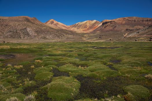 Coarse green grass covering a wetland area, also known as a bofedal in Spanish, high in the Atacama desert of north east Chile near Lauca National Park.