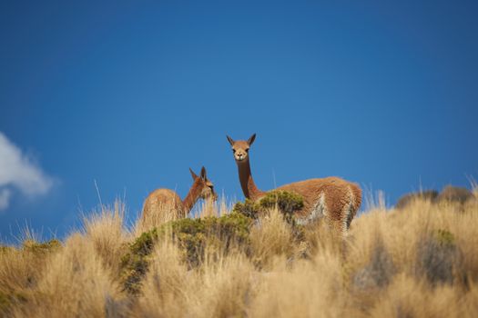 Group of vicuna (Vicugna vicugna) crossing the altiplano in Lauca National Park, northern Chile