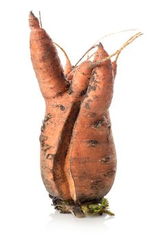 Carrot of unusual form isolated on a white background