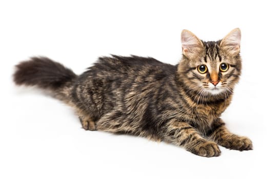 Cute kitten with isolated on white background