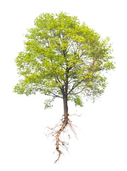 Tree with a root on a white background