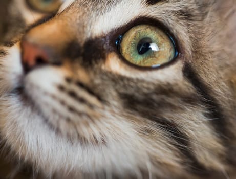 Cute kitten muzzle  closeup