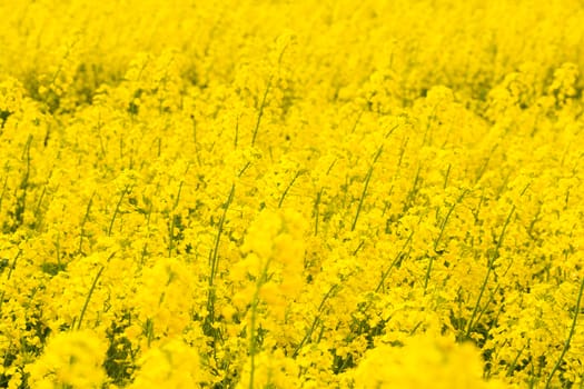 Yellow rapeseed field as background
